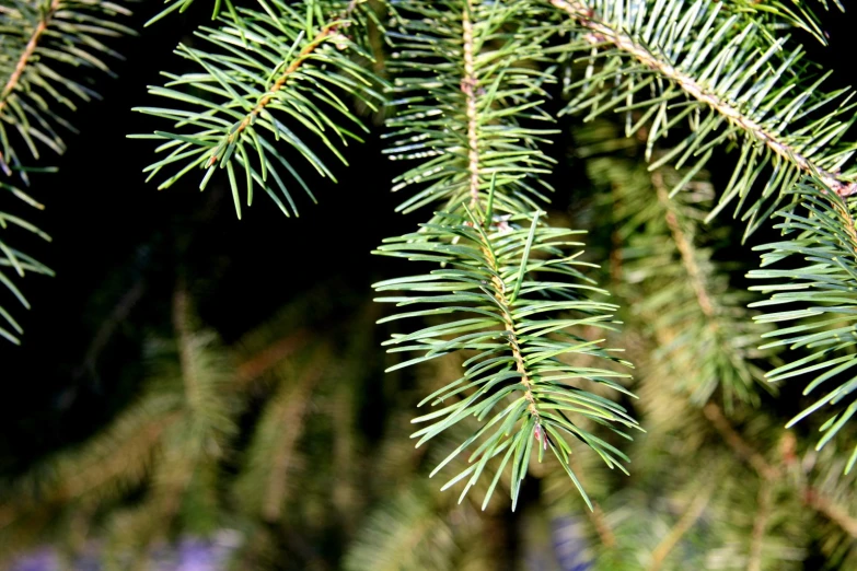 close up view of a tree with needles