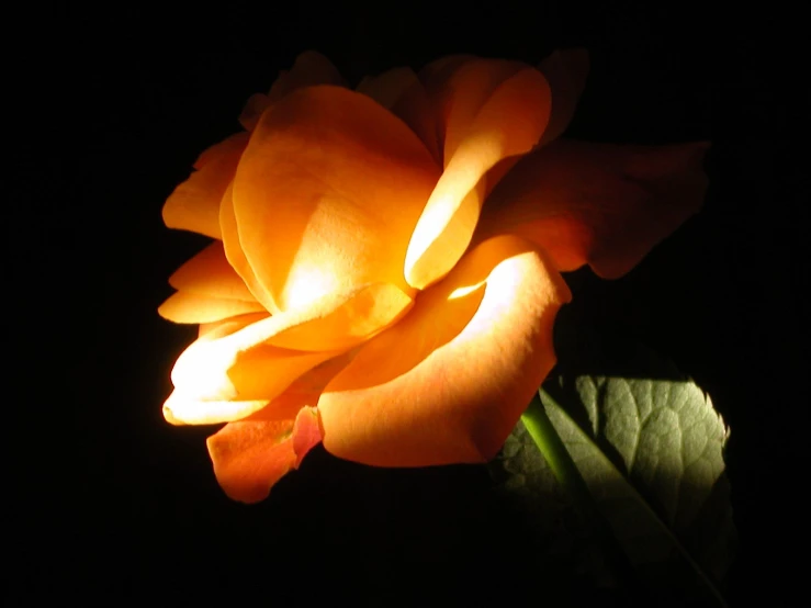 a yellow rose bloomed with petals in the night