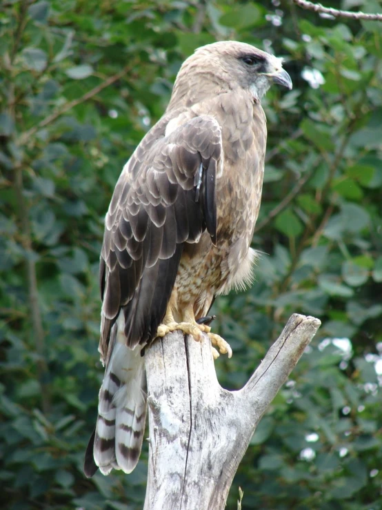 a hawk that is perched on top of a tree