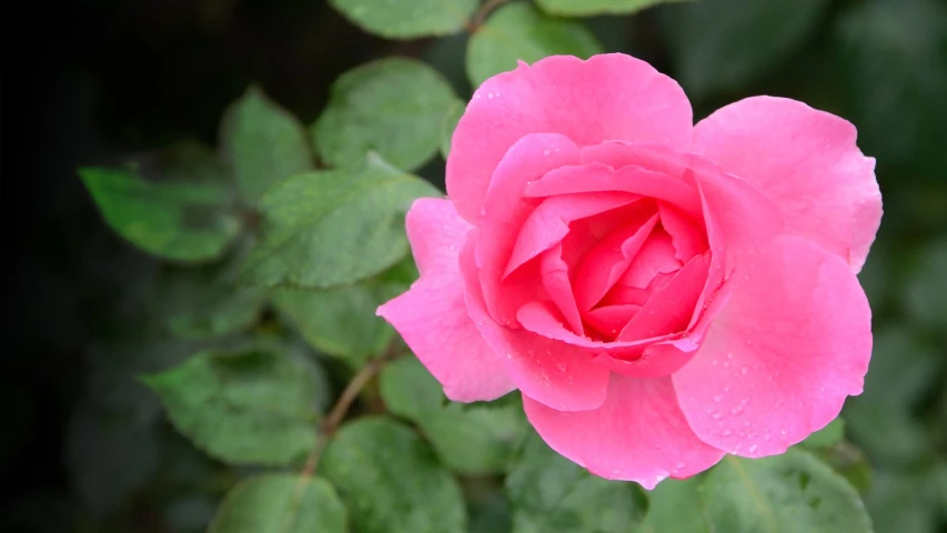 the bright pink rose blossom is in bloom