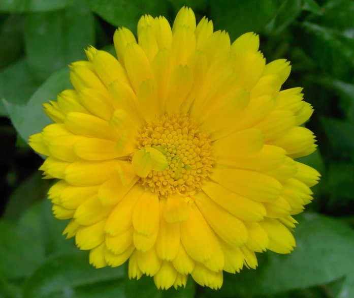 a close up of a yellow flower with lots of green leaves in the background