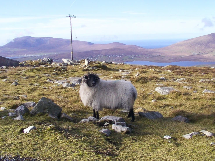 sheep standing in the grass with mountains behind