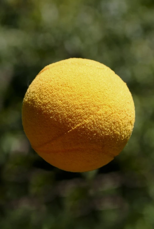 an orange is in focus on a tree