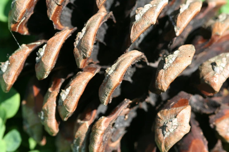 several pine cones are shown, some slightly broken