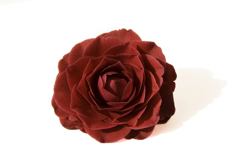 a large dark red rose laying on a white background