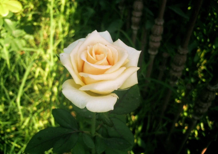 a white rose in the center of the picture