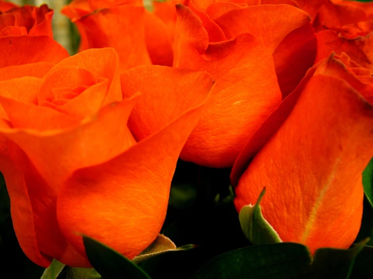 closeup s of a bunch of orange roses