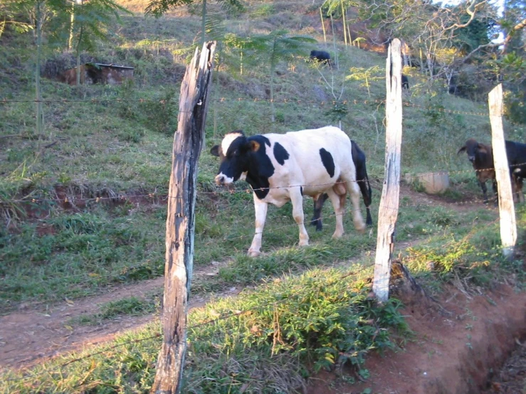 three cows are in a field beside the woods