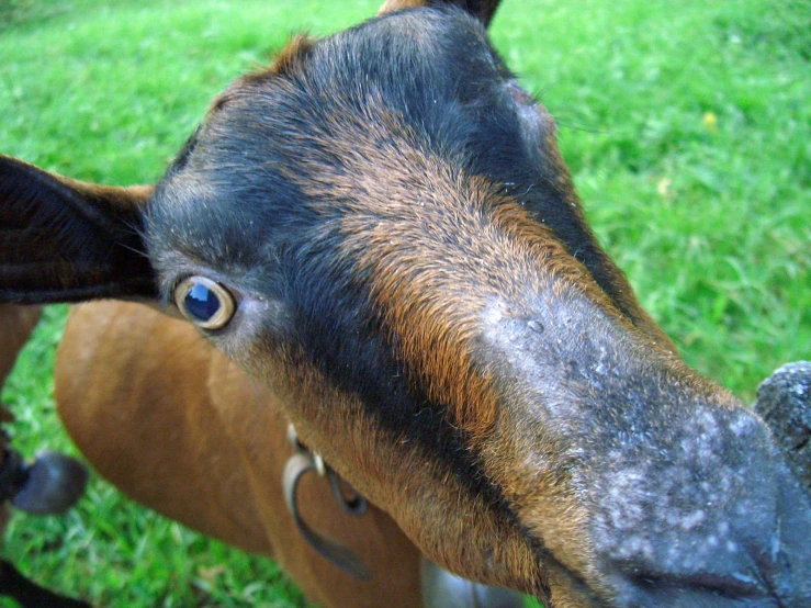 a brown horse has blue eyes and some grass