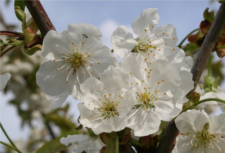 a group of flowers on a tree nch