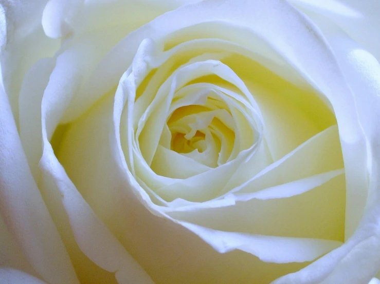 a white rose is shown close up and open