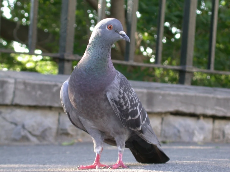 a pigeon is perched on the pavement by itself