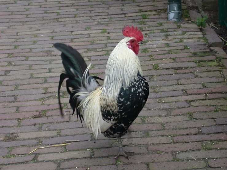 a rooster with feathers that are walking on a brick street
