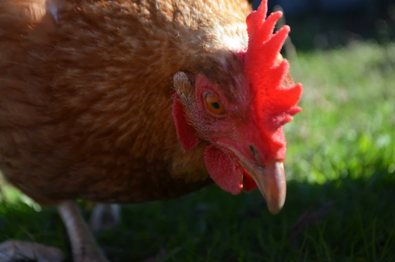 a close up of a chicken in some grass