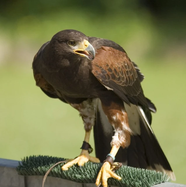 brown bird on display in green background of picture