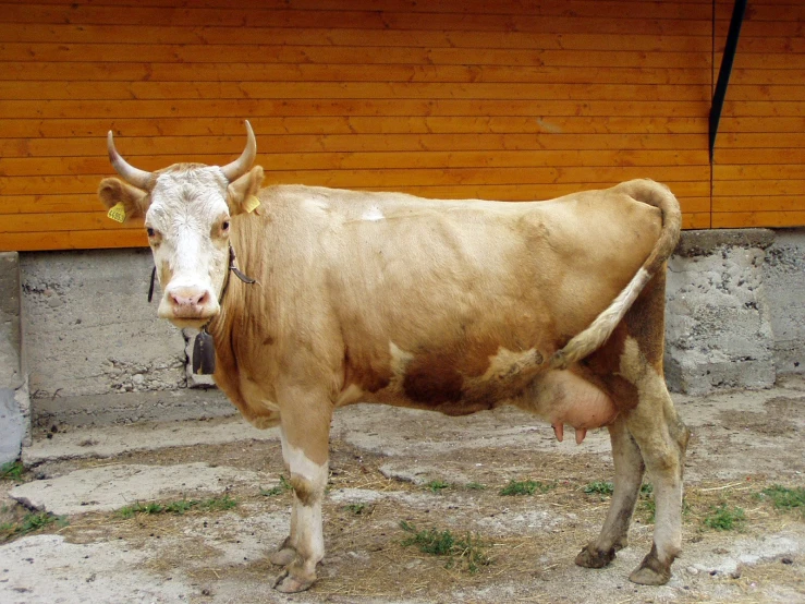 a cow standing in front of a brown and white building