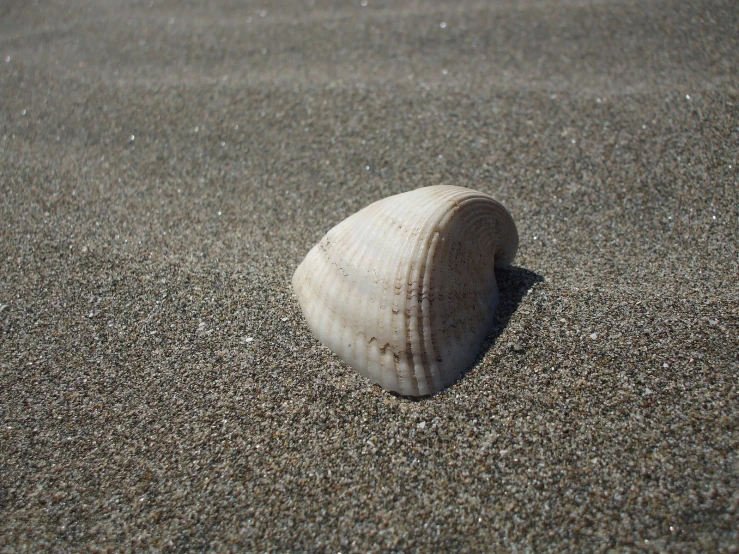 a seashell on the beach is half washed