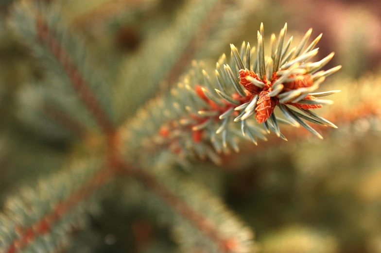 close up picture of a needled evergreen tree