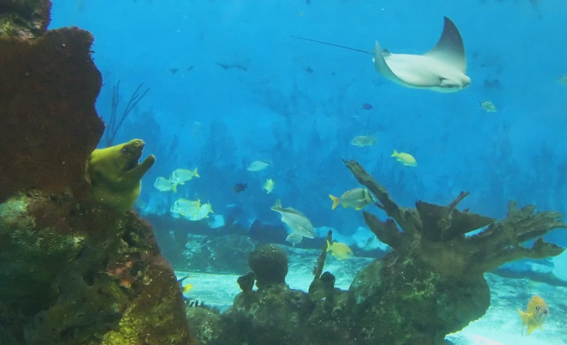 an underwater picture of several fish near some coral