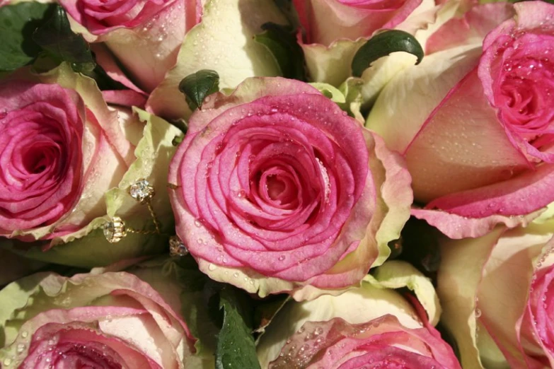 a bunch of large pink flowers with water drops