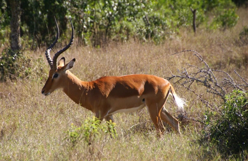 an antelope is walking through the wild