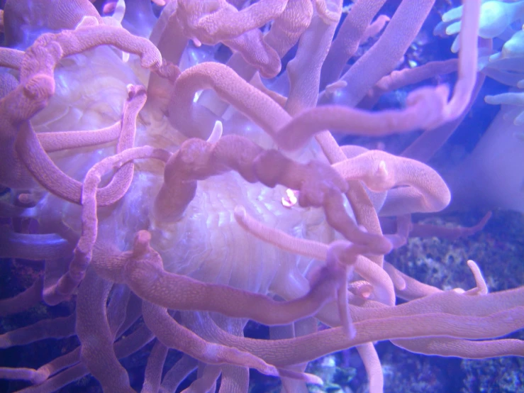 anemone is seen growing from the surface of an aquarium