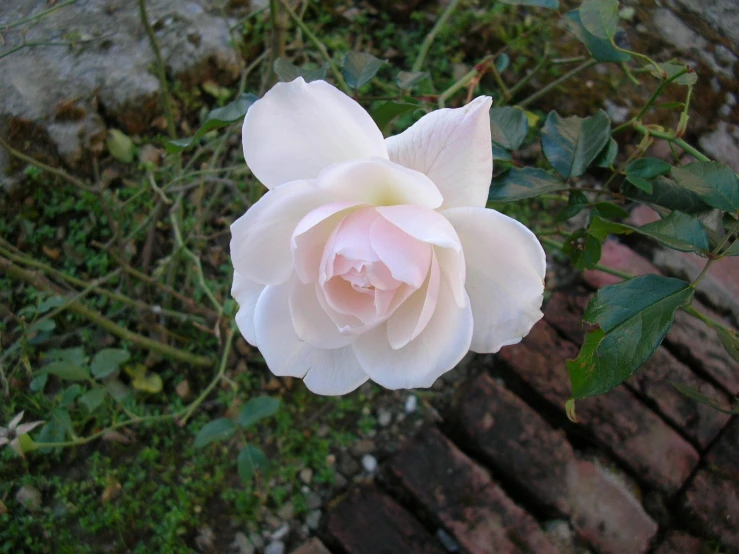 a pink rose with white petals is in the foreground