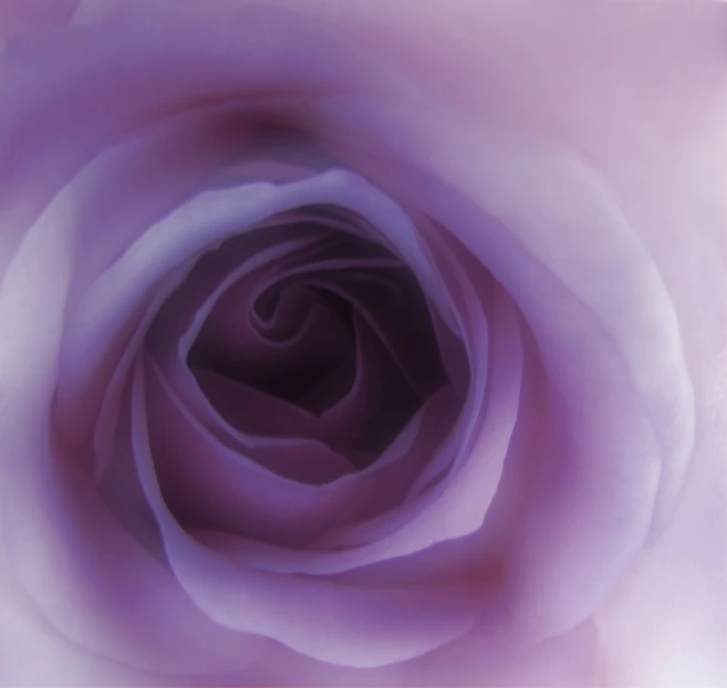 a rose is centered in a square frame