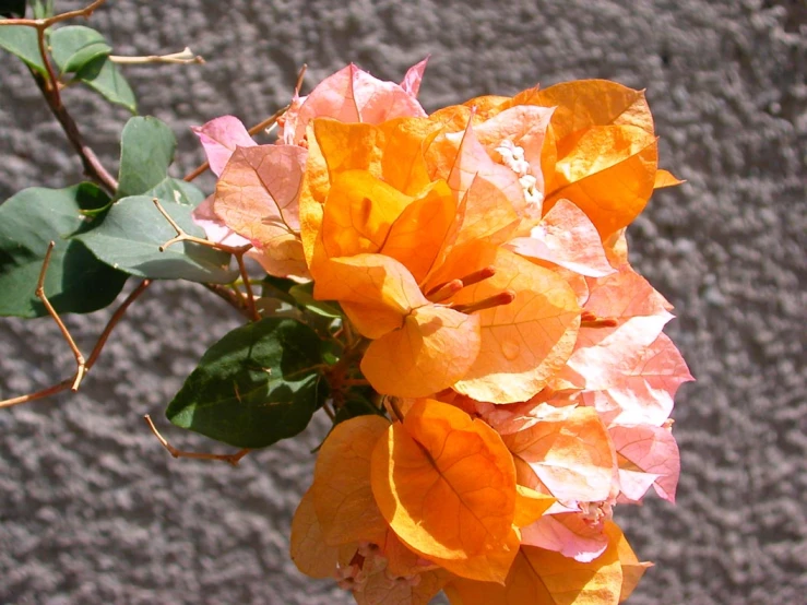 an orange and pink flower against a gray background
