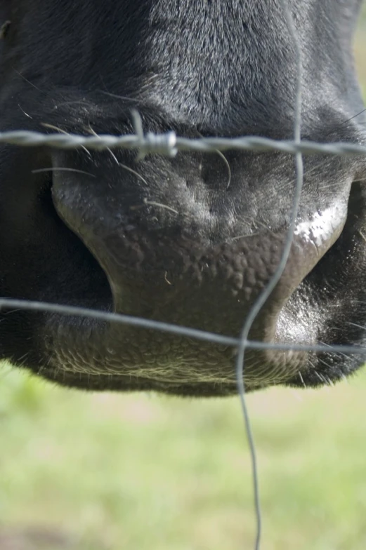a closeup view of a black animal face through the barbed wire