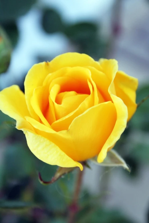 a yellow rose flower with a lot of green leaves in the background