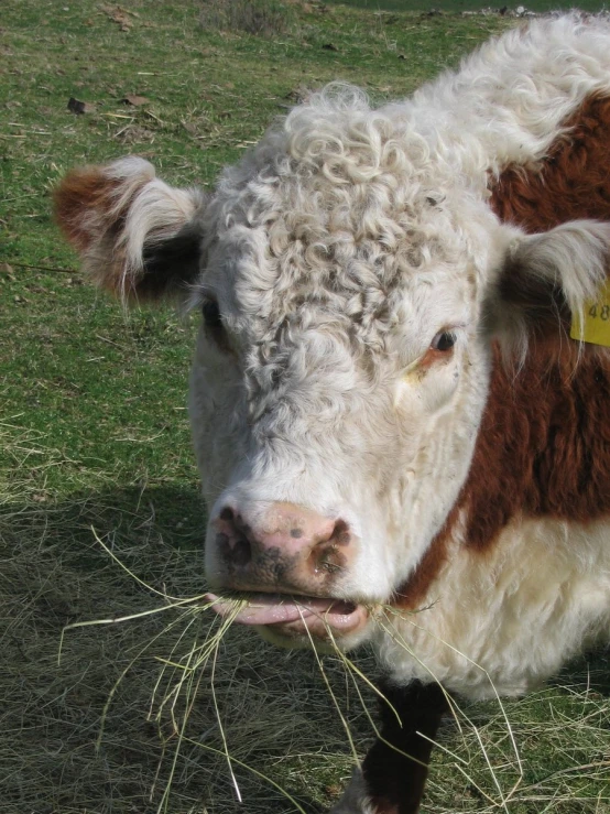 a brown and white cow with its tongue out eating grass