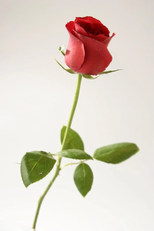 red rose in a white glass vase with a stem