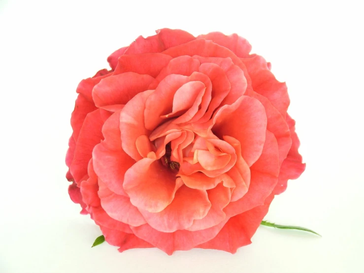 a single orange flower sitting on top of a table