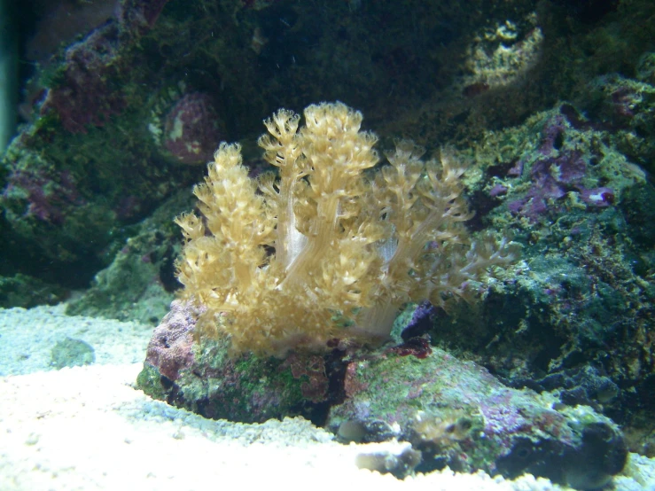 a sponge fish sitting on top of an algae