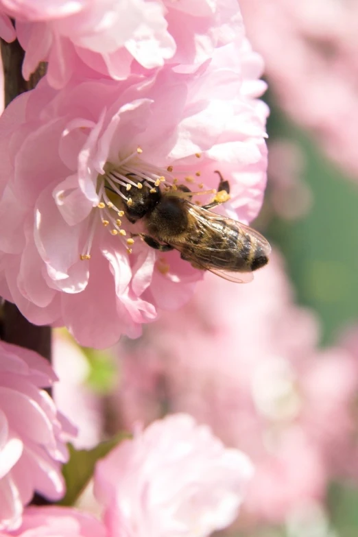 a bee is sitting on top of pink flowers