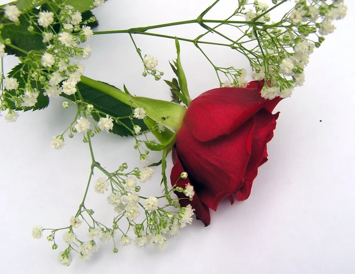 a red rose and some white baby's breath