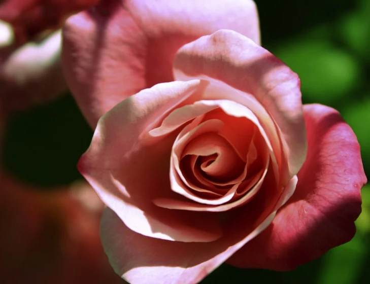 a close up po of a pink rose with bright green leaves