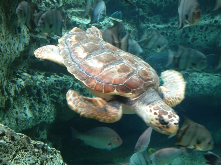 a turtle swimming and some fish around