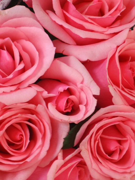 pink roses are placed in a close up image