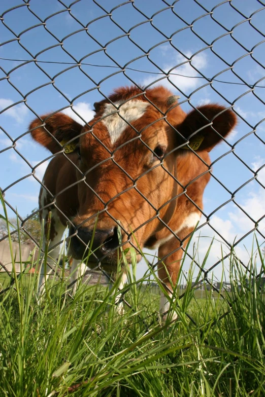 the cow is leaning against the fence and staring