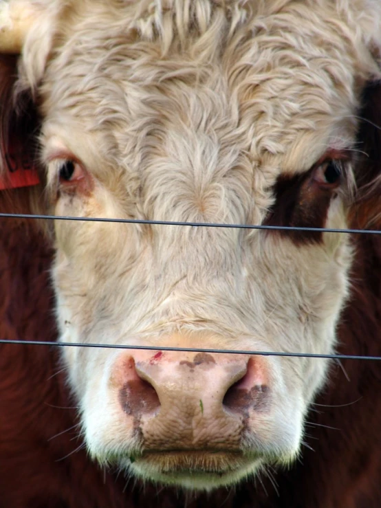 the cow has brown spots on its head