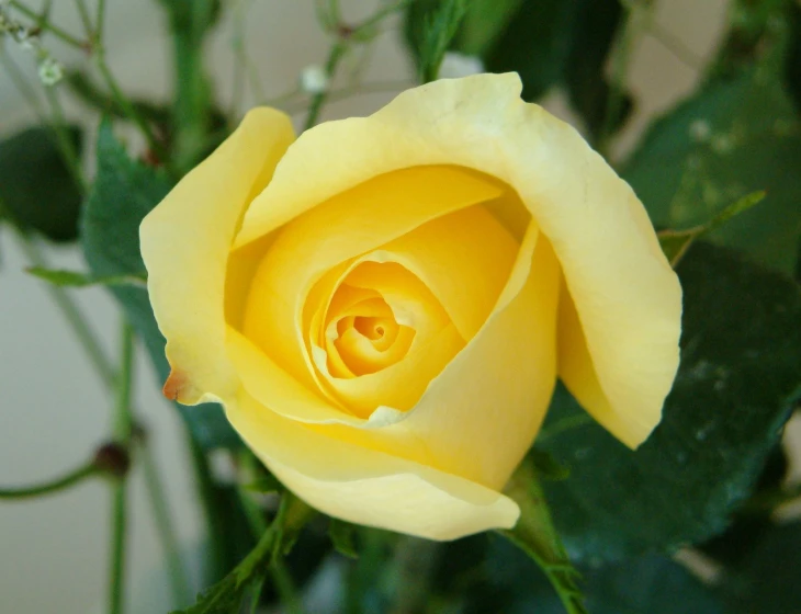 a closeup of a yellow flower on a stem