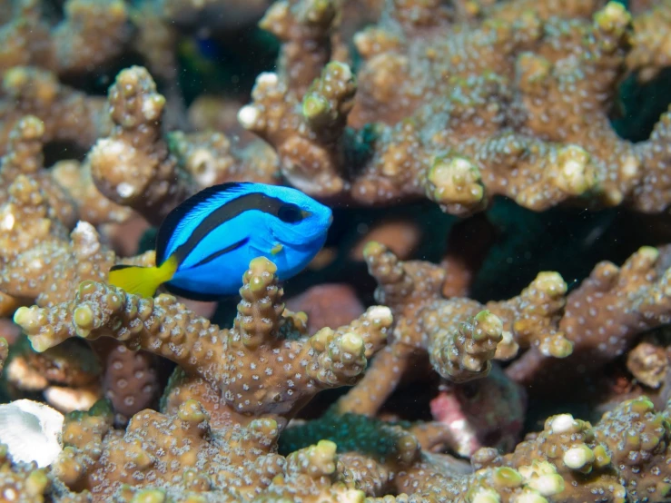 a small blue and black fish sitting on top of an ocean coral
