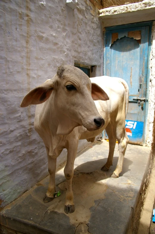 two cattle standing in a street between a door and a wall