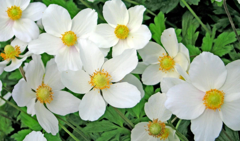 a large group of white flowers on top of grass