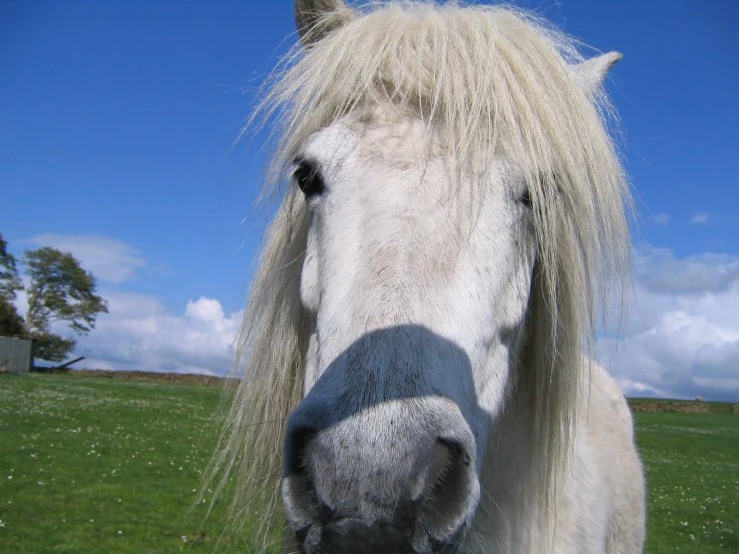 this is a close up of a horse on a grassy field