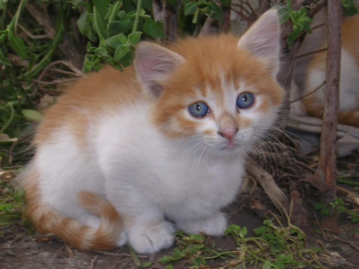 a white and orange kitten with blue eyes