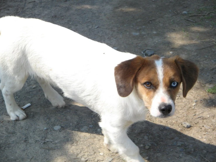 a small white and brown dog with a light blue eyes