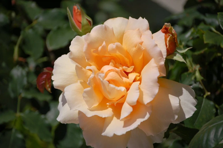 a yellow and white rose in bloom with leaves